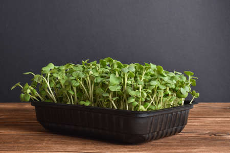 Micro greens with arugula on a wooden table. Cultivation of micro green plants. Health food. Delivery of healthy food.の写真素材