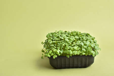 Arugula in a plastic container on a green background. Growing microgreens. Healthy foods. Delivery of healthy food.の写真素材