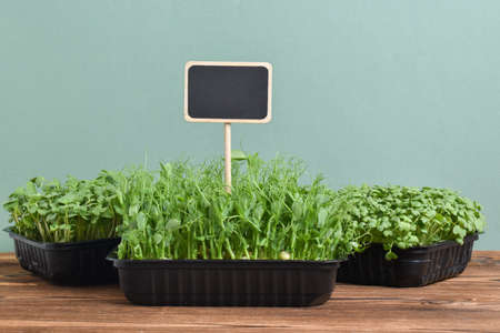 Micro-greenery with a black chalk mark on a green background. Cultivation of micro-green plants....