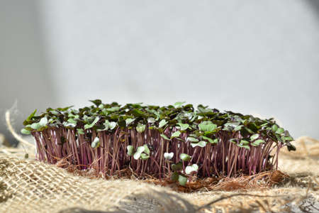 Micro-green color on natural eco-food fabric. seedlings and gardening. Veganism and eating healthy,...