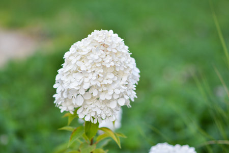 White hydrangea flowers on a green background. Botanical Garden. Copy space.