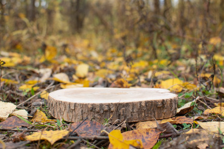 Wooden podium on the background of autumn forest.の写真素材