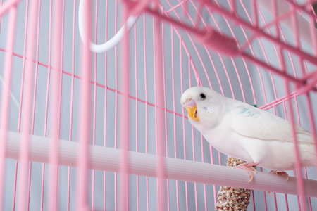 A white budgie looks out of a pink cage. High quality photo