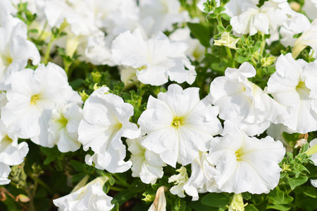 White petunia close-up on a flower bed. High quality photoの写真素材