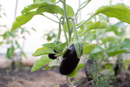 Eggplant in the garden grows in a greenhouse in the garden. Fresh harvest. High quality photoの写真素材