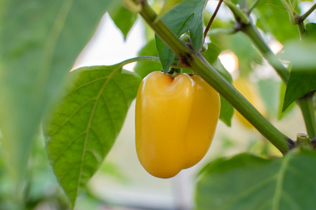 Yellow pepper grows in a greenhouse in the garden. High quality photoの写真素材