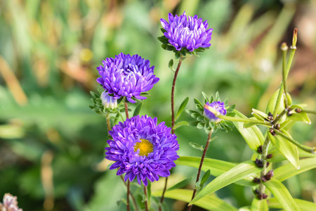 Purple aster grows in a flower bed. High quality photoの写真素材