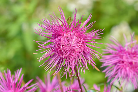 Purple aster grows in a flower bed. High quality photoの写真素材