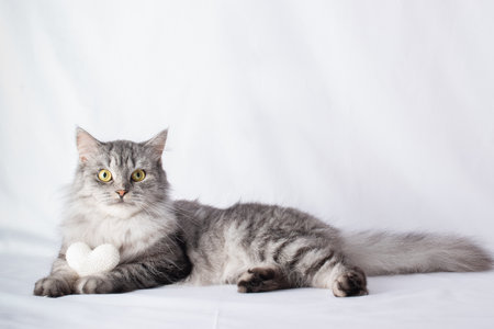 Cute gray tabby cat lies with a white knitted heart. Valentine's day, love. High quality photoの写真素材