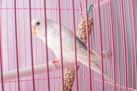A white budgie looks out of a pink cage. High quality photoの写真素材