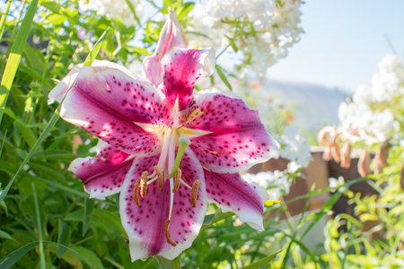 Pink lily close-up on a flower bed. High quality photoの写真素材