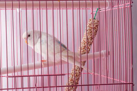 A budgie sits in a pink cage. High quality photoの写真素材