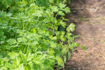 Parsley on the garden bed. High quality photoの写真素材