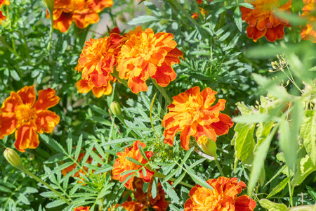 Marigold Tagetes flowers on a flower bed. High quality photoの写真素材