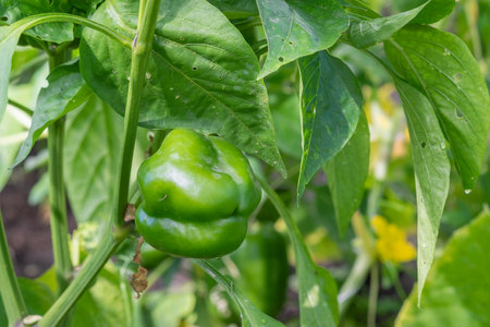 Green pepper in the greenhouse grows in the garden. High quality photoの写真素材