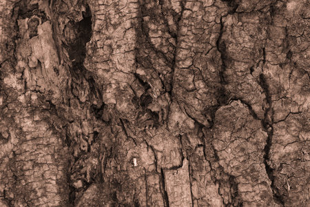 The texture of the tree in the color of the year 2025 is made of mocha mousseの写真素材