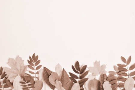 copy space. Banner of different autumn multicolored leaves on a white background, top view, flat...
