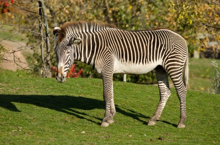 Young zebraの写真素材