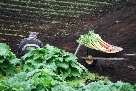 Rhubarb Harvestの写真素材