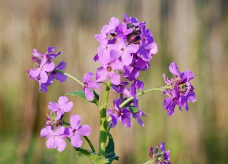 Fire weedの写真素材