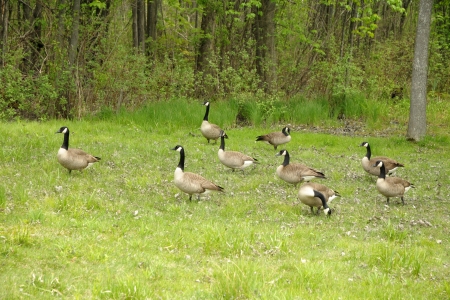 Flock of Canada Geeseの写真素材
