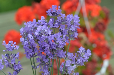 Lavender flowersの写真素材