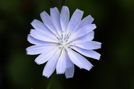 Blue Chicory Flowerの写真素材