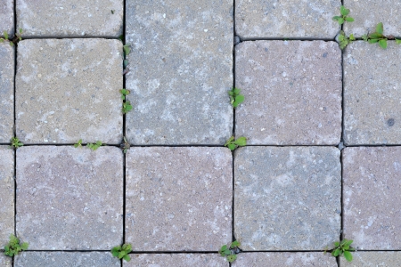 Patio stones with weeds growing の写真素材