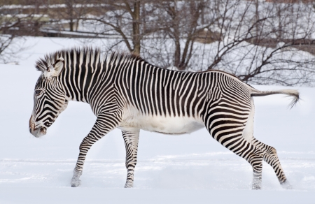 Zebra in the snowの写真素材