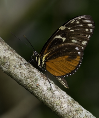 Colorful butterfly