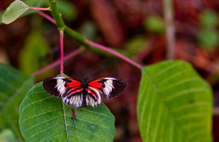 Heliconius Butterfly 