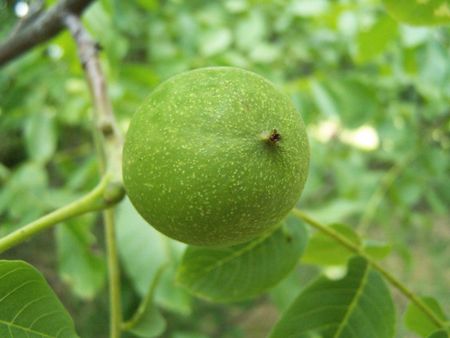 Close up of the green walnutの写真素材