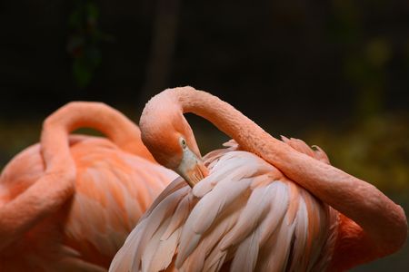 Beautiful pink flamingo cleaning its feathers.の写真素材
