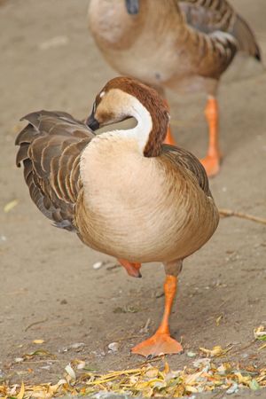 Close up of the  funny tidy standing on one leg.の写真素材