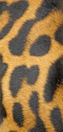Close up of the leopard skin for the background.の写真素材