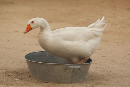 Close up of the goose sitting in the bowl.の写真素材