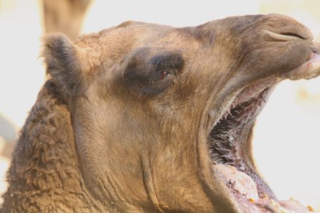 Close up of the camel's head.の写真素材