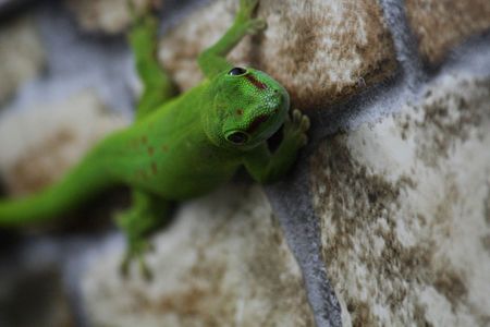 Close up of the gecko phelsuma madagascariensis grandisの写真素材