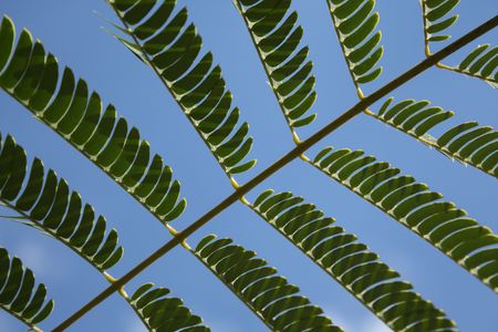 Acacia leaves. Albizia julibrissin Durazz. Silk tree.の写真素材
