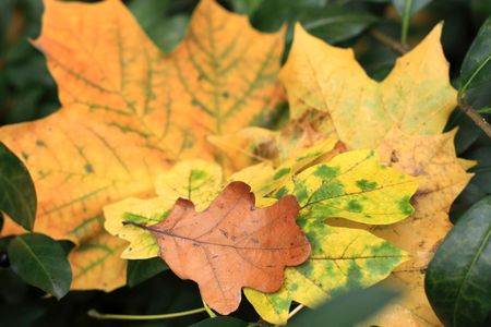 Close up of the leaves. October background.