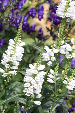 Close up of the white lupinus flowersの写真素材