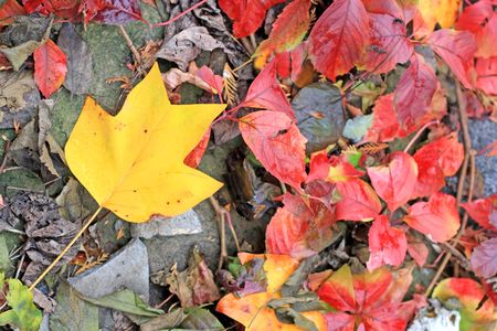 Close up of the yellow magnolia leaf
