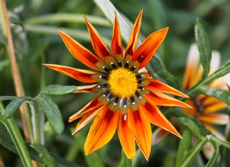 Close up of the gazania flowerの写真素材