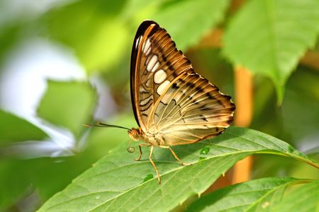 Close up of the beautiful tropical butterfly. Danaus Ñhrysippus.
