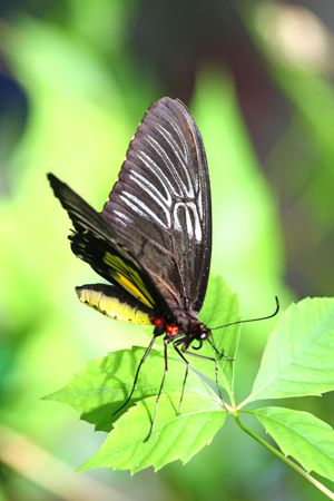 Close up of the beautiful tropical butterflyの写真素材