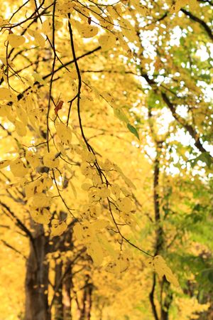 Golden color of the autumn leaves