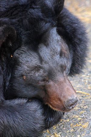 Close up of the muzzle of black bearの写真素材