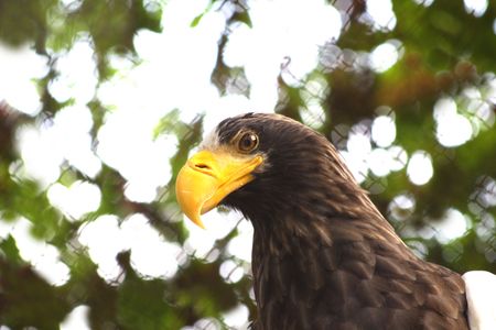 Close up of the beautiful eagle