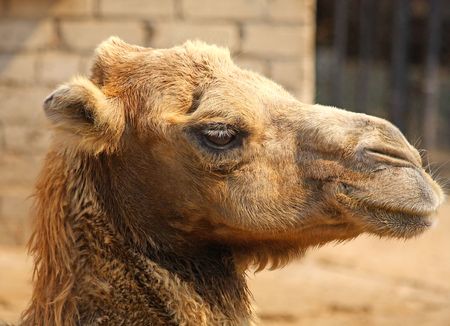 Close up of the camel's headの写真素材