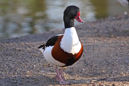 Close up of the duckの写真素材
